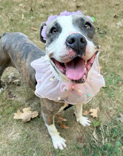 Pretty Princess FOSTER NEEDED TOO!, a Adoptable American Staffordshire Terrier in Decatur, GA image 1/3