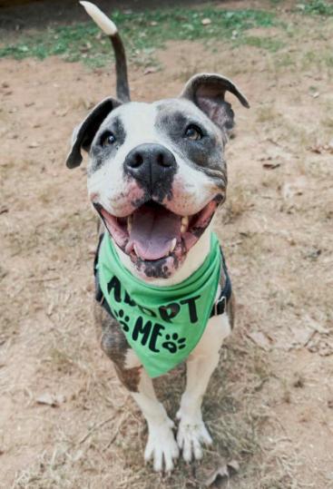 Pretty Princess FOSTER NEEDED TOO!, a Adoptable American Staffordshire Terrier in Decatur, GA image 2/3