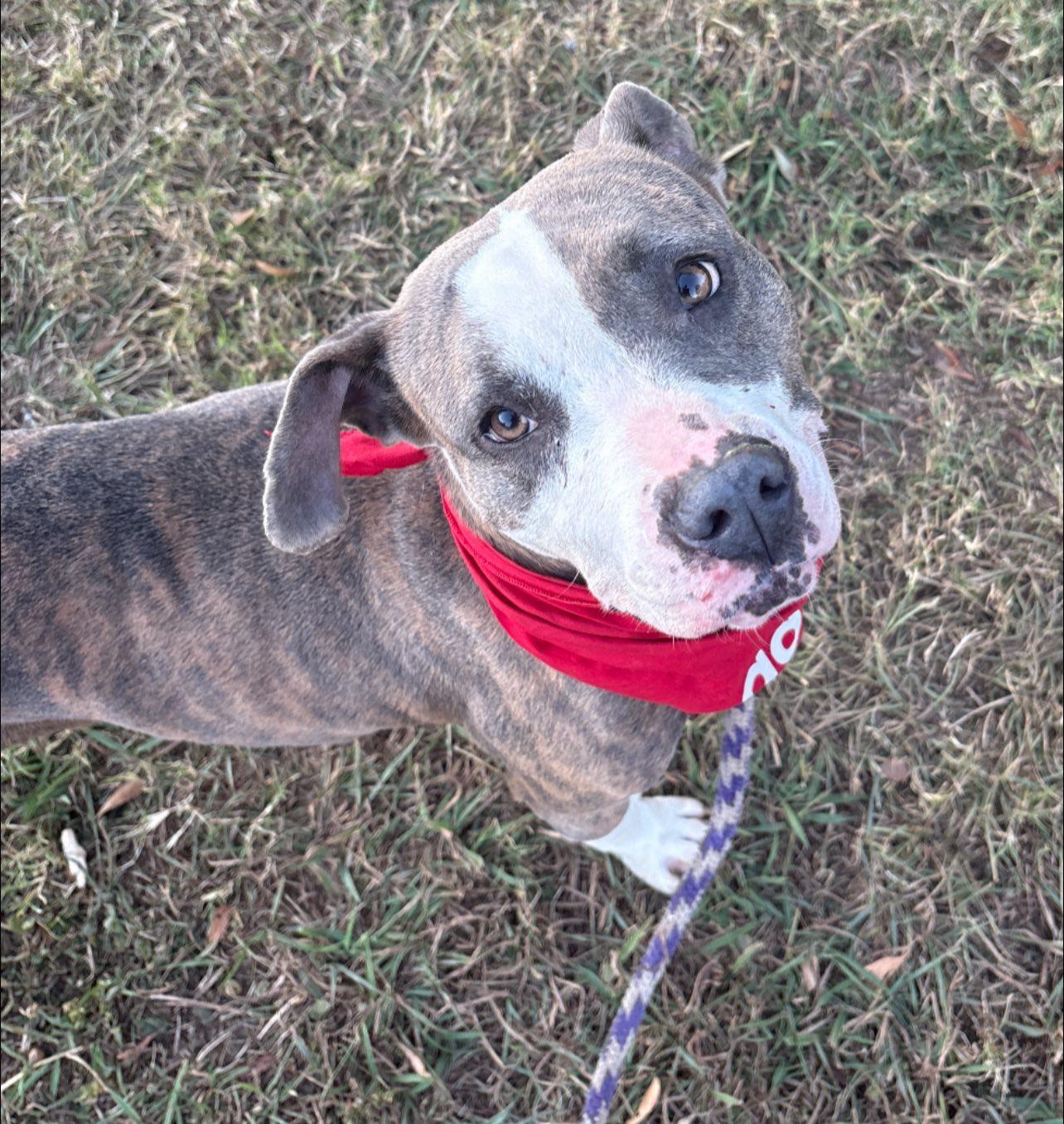 Pretty Princess FOSTER NEEDED TOO!, a Adoptable American Staffordshire Terrier in Decatur, GA image 3/3
