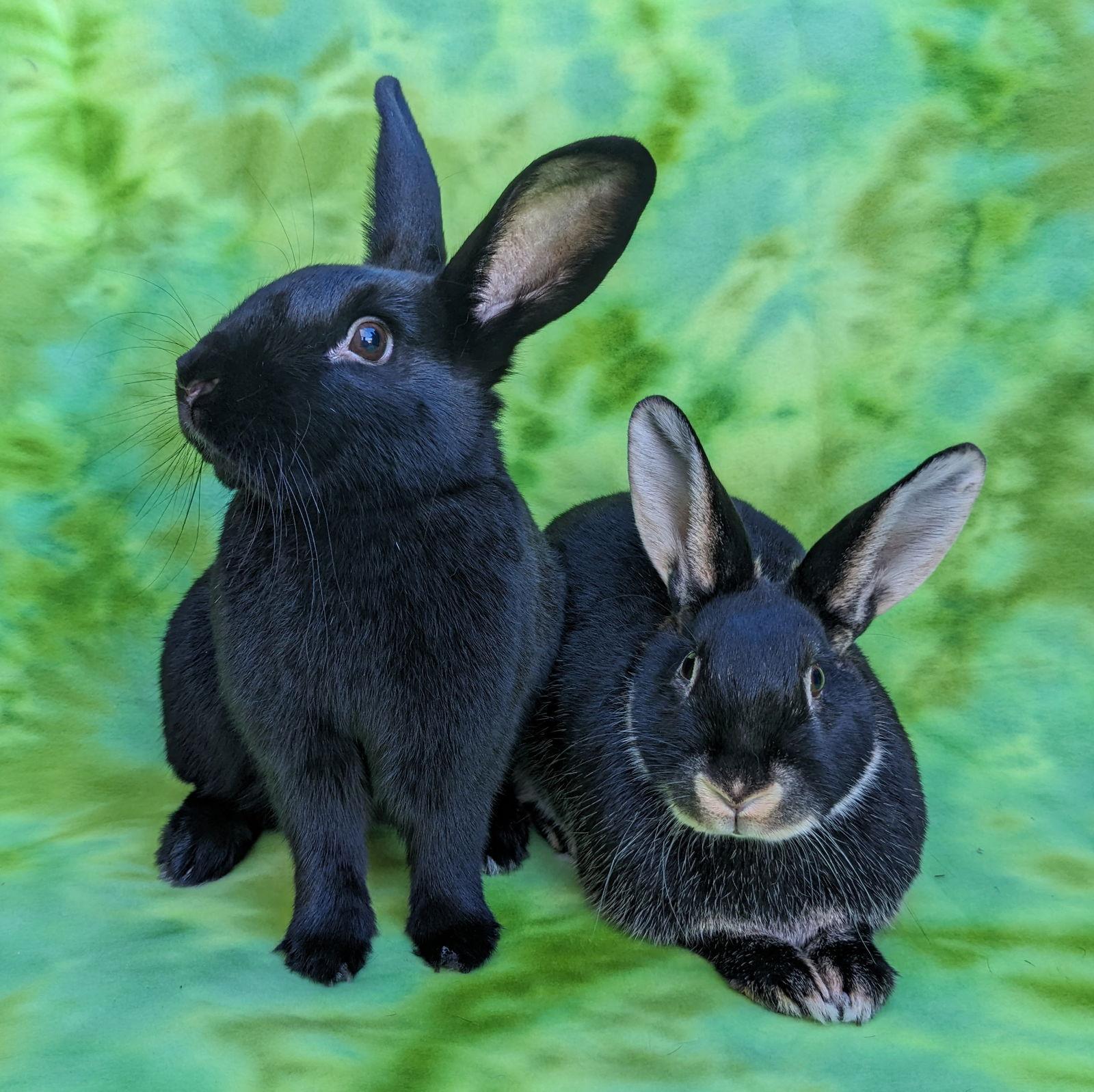 Enlarge Velvet, a Adoptable mixed breed in Antioch, CA image 3/3