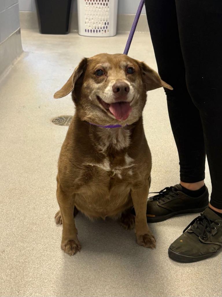 Gabby, Adoptable, Senior Female Beagle & Mixed Breed.