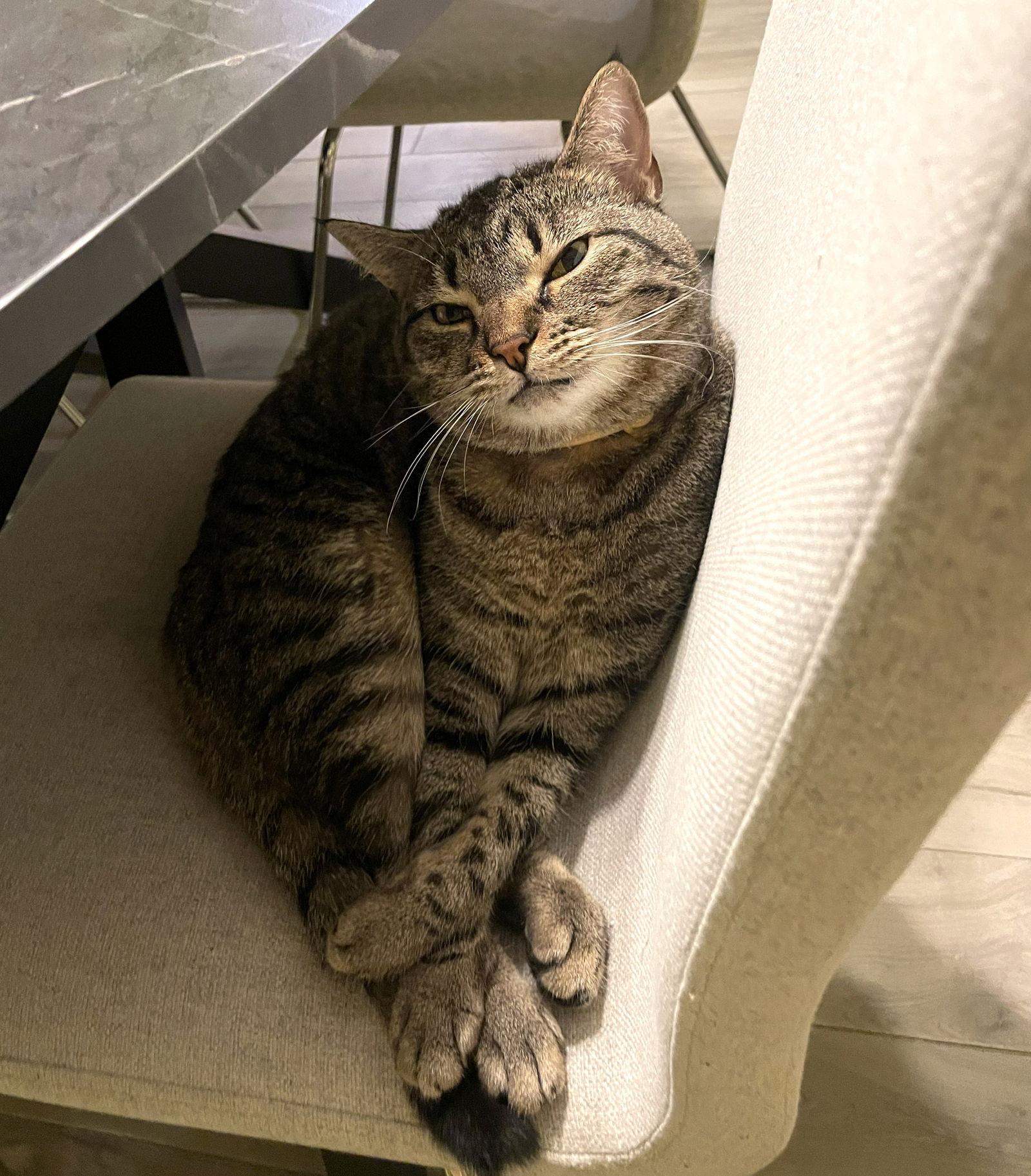 Pikachu C Doyon, a Adoptable Tabby in Saunderstown, RI image 1/3