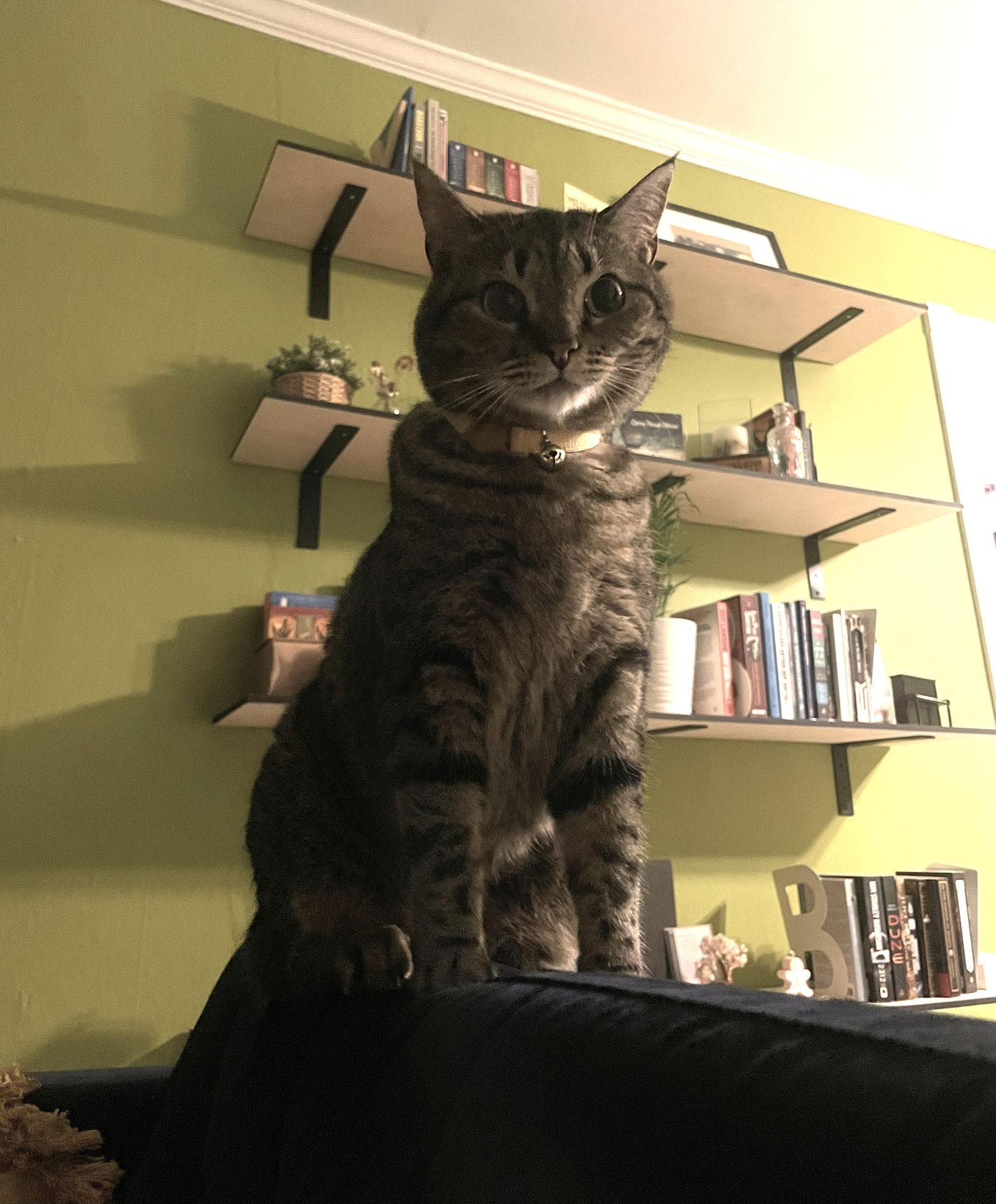 Pikachu C Doyon, a Adoptable Tabby in Saunderstown, RI image 2/3