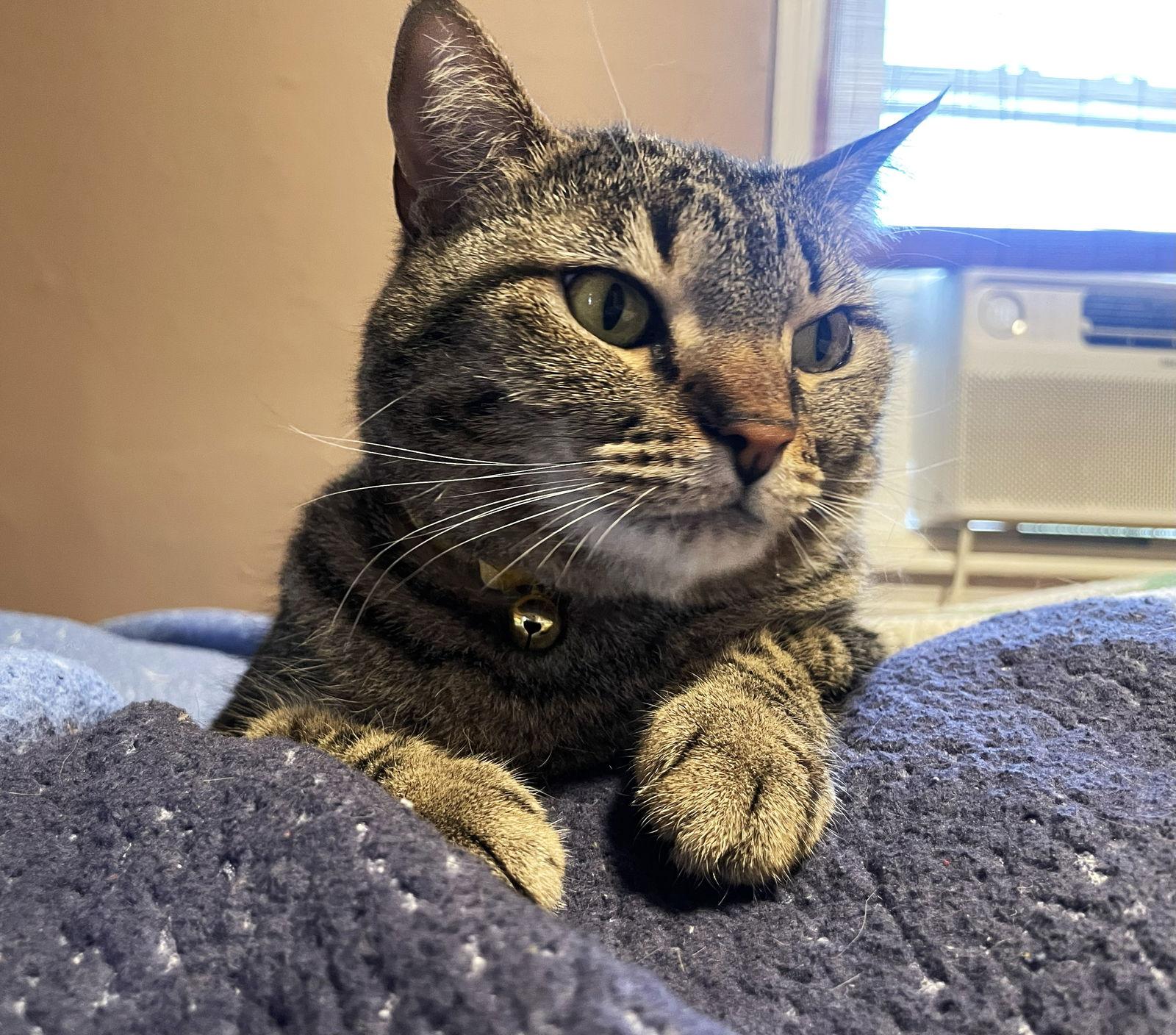 Pikachu C Doyon, a Adoptable Tabby in Saunderstown, RI image 3/3