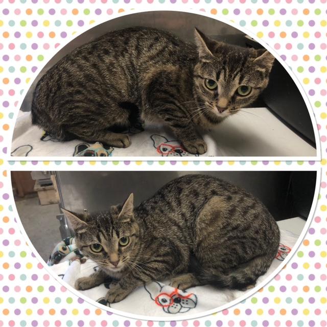 CLEMENTINE, ADOPTABLE, Adult Female Domestic Short Hair.
