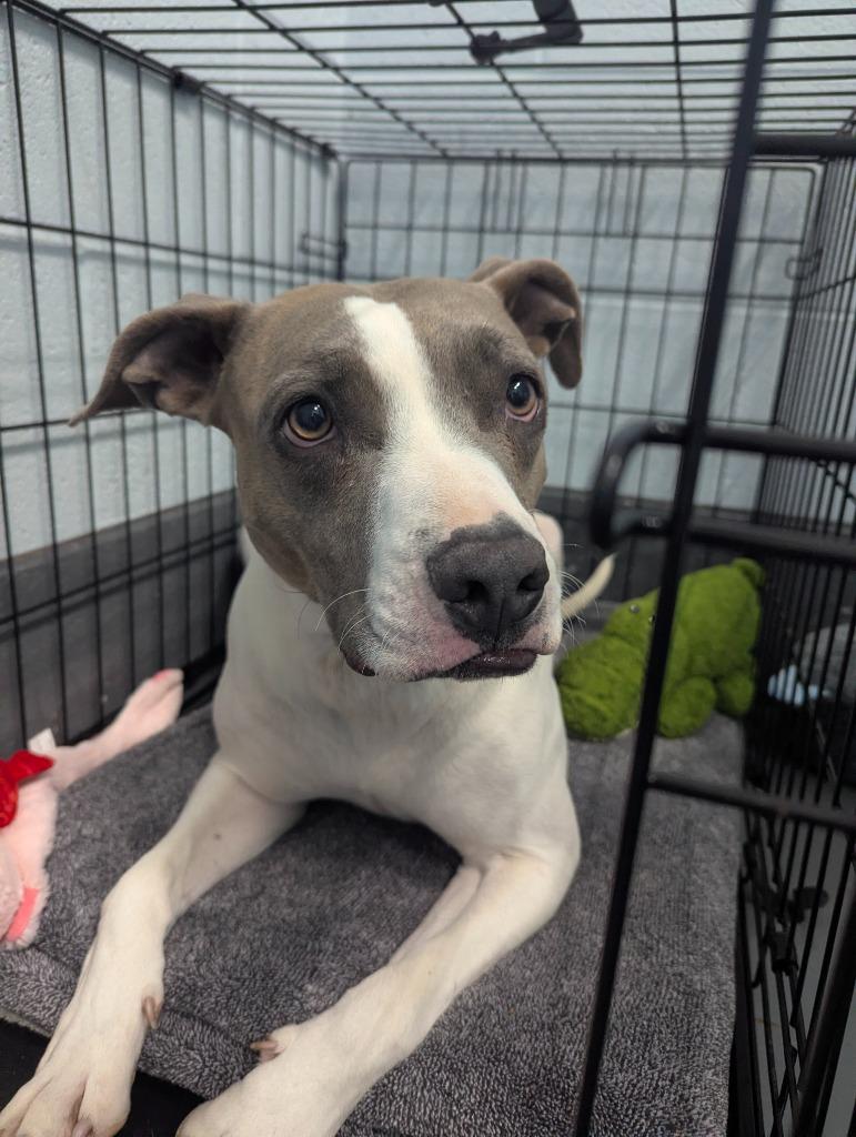 Blue Bell, a Adoptable mixed breed in Johnson City, TN image 1/2