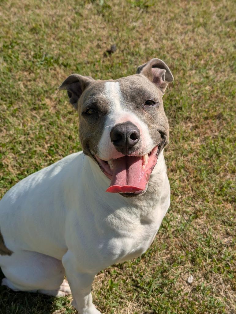Blue Bell, a Adoptable mixed breed in Johnson City, TN image 2/2