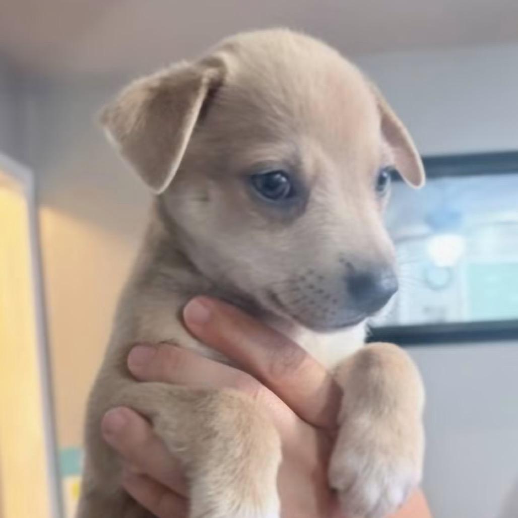 Jimmy Dean, Adoptable, Puppy Male Australian Cattle Dog / Blue Heeler & Mixed Breed.