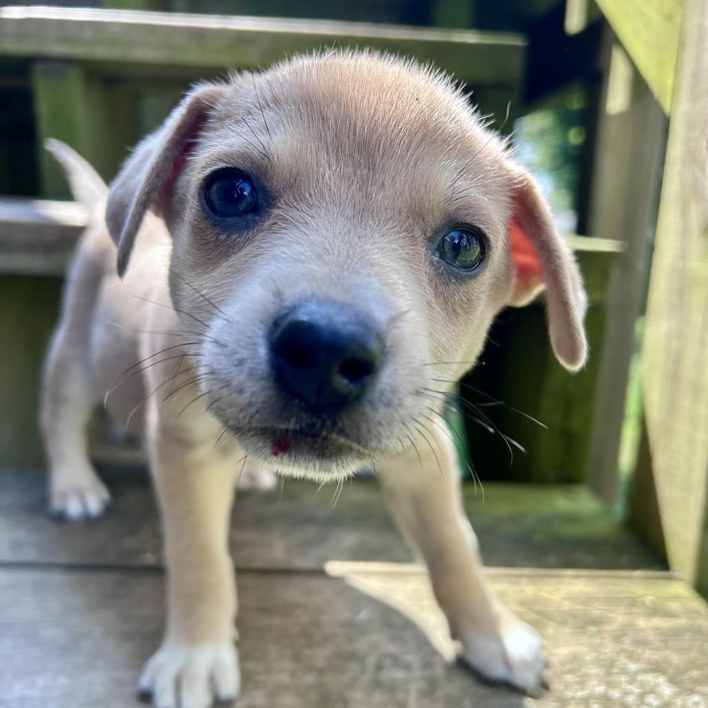 Enlarge Jimmy Dean, a Adoptable mixed breed in Peculiar, MO image 2/6
