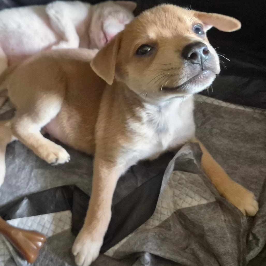 Enlarge Jimmy Dean, a Adoptable mixed breed in Peculiar, MO image 4/6