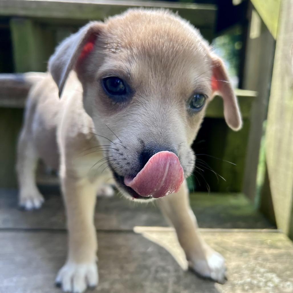 Enlarge Jimmy Dean, a Adoptable mixed breed in Peculiar, MO image 5/6