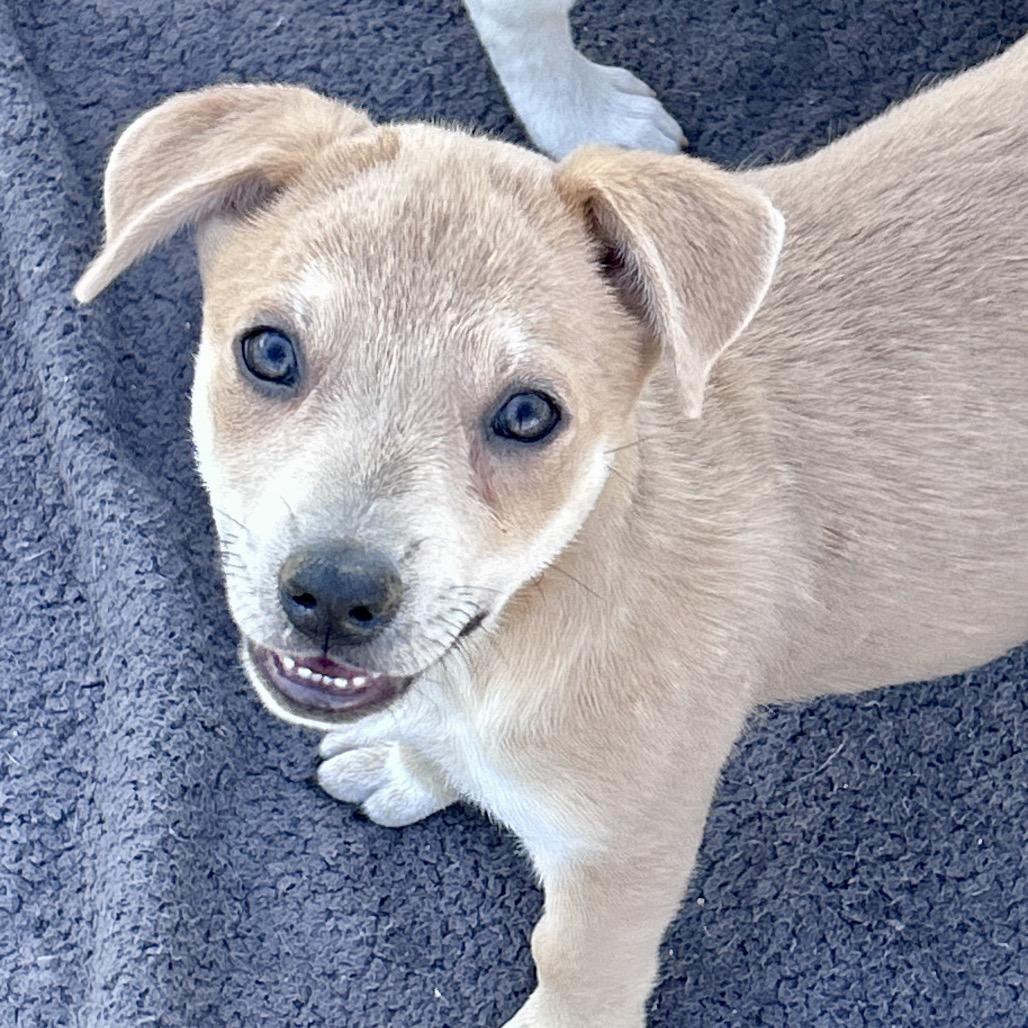 Enlarge Jimmy Dean, a Adoptable mixed breed in Peculiar, MO image 6/6