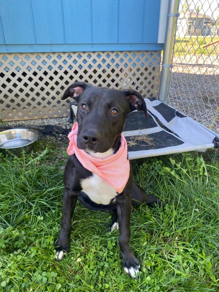 Rogue Yrly 350, a Adoptable Pit Bull Terrier in Sidney, OH image 1/6