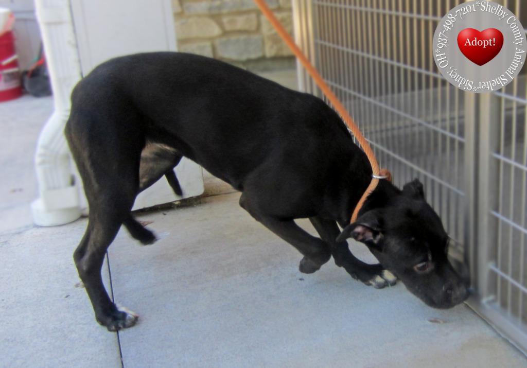 Rogue Yrly 350, a Adoptable Pit Bull Terrier in Sidney, OH image 2/6