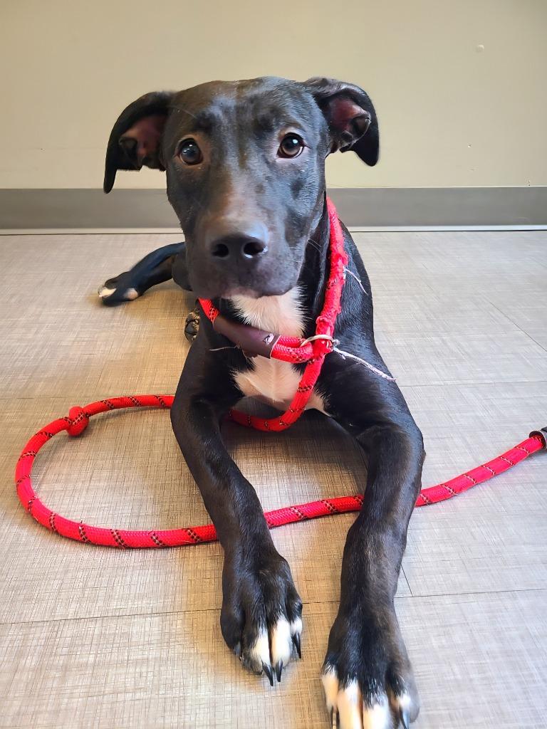 Rogue Yrly 350, a Adoptable Pit Bull Terrier in Sidney, OH image 2/6