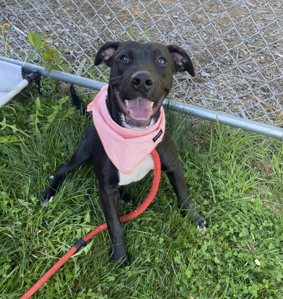 Rogue Yrly 350, a Adoptable Pit Bull Terrier in Sidney, OH image 3/6