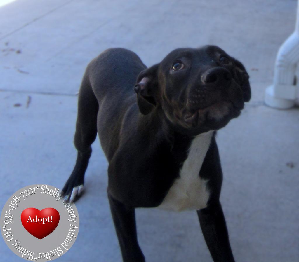 Rogue Yrly 350, a Adoptable Pit Bull Terrier in Sidney, OH image 4/6