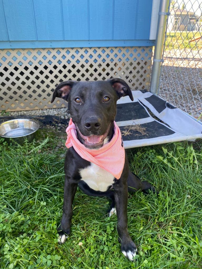 Rogue Yrly 350, a Adoptable Pit Bull Terrier in Sidney, OH image 4/6