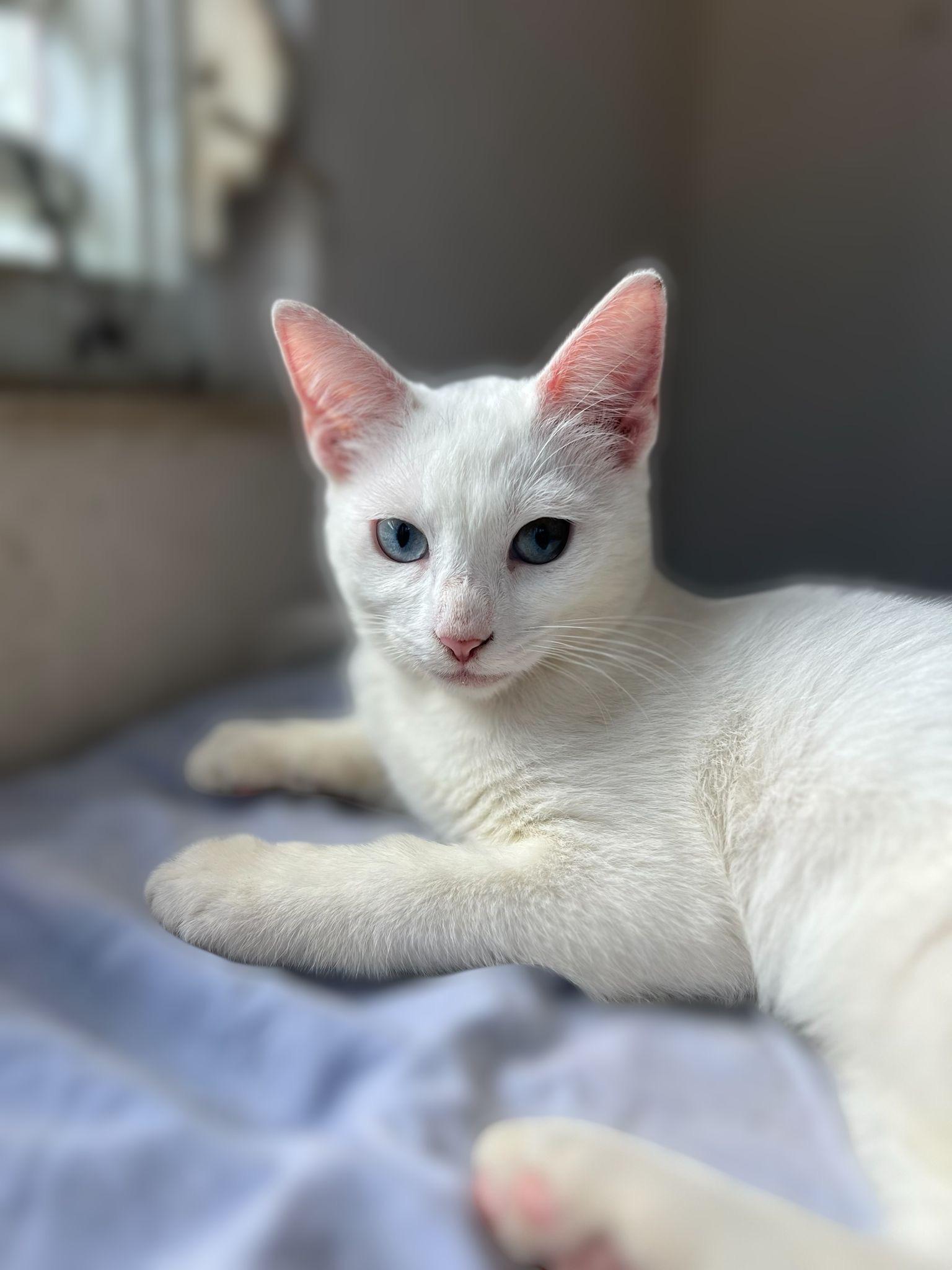 Whimsy, adopted, Young Female Domestic Short Hair.