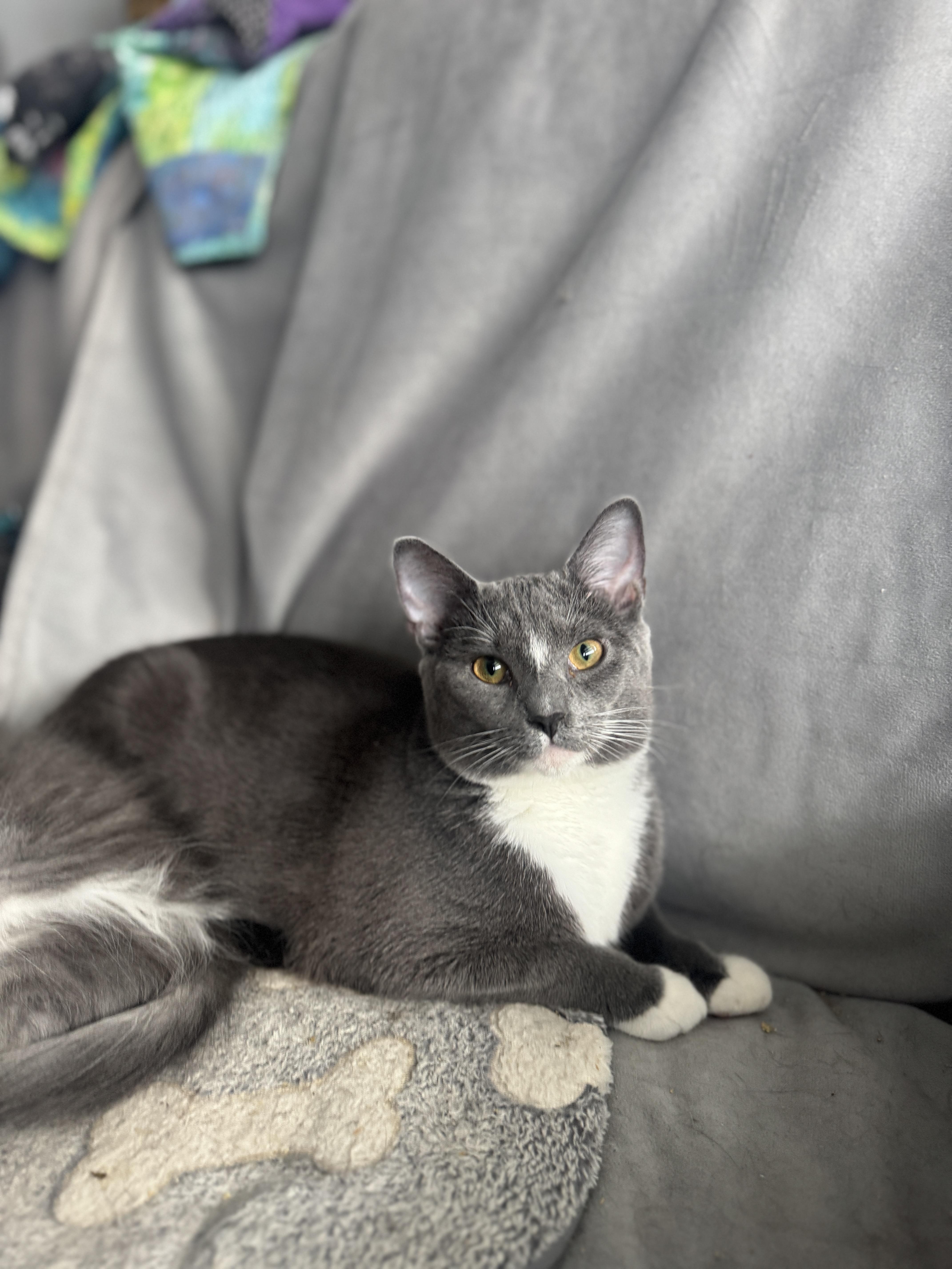 Enlarge Melody, a Adoptable American Shorthair in Massillon, OH image 1/3