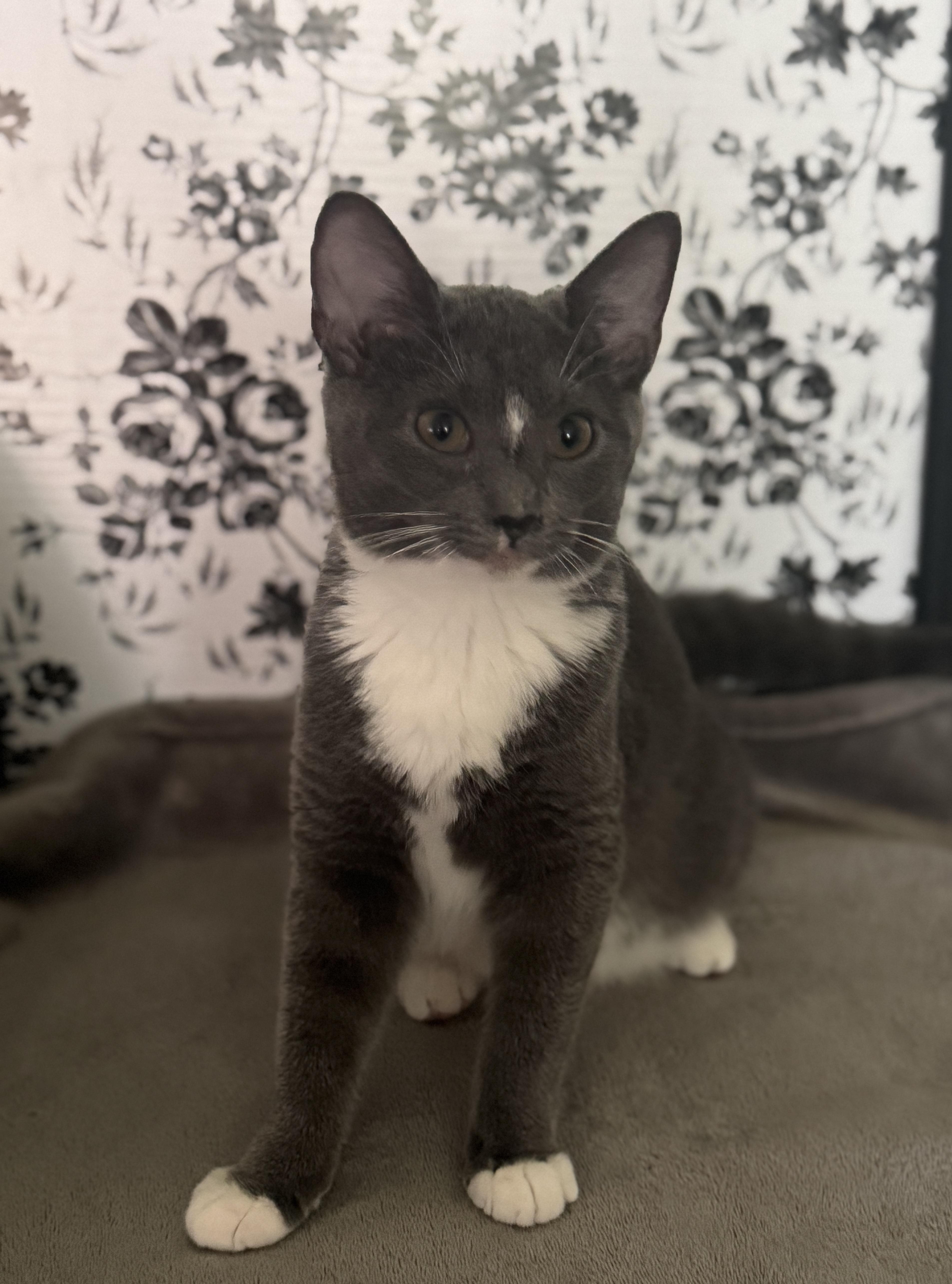 Melody, Adoptable, Kitten Female American Shorthair.