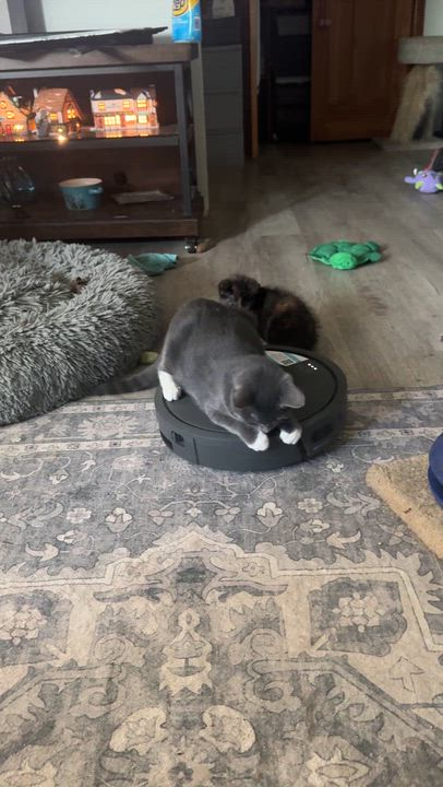 Enlarge Melody, a Adoptable American Shorthair in Massillon, OH video 2/2