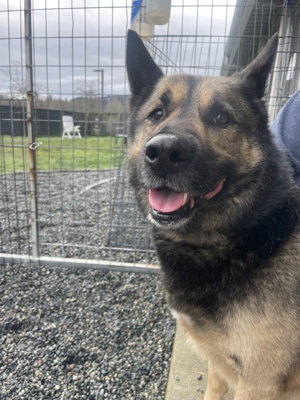 Bosco, Adoptable, Adult Male German Shepherd Dog & Husky.