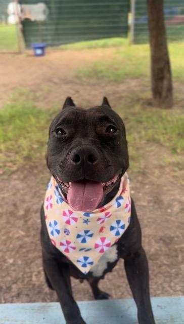 Mollie, Adoptable, Young Female American Staffordshire Terrier.