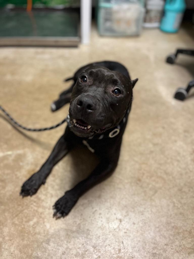 Enlarge Mollie, a Adoptable American Staffordshire Terrier in New Braunfels, TX image 2/6