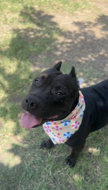 Enlarge Mollie, a Adoptable American Staffordshire Terrier in New Braunfels, TX image 3/6