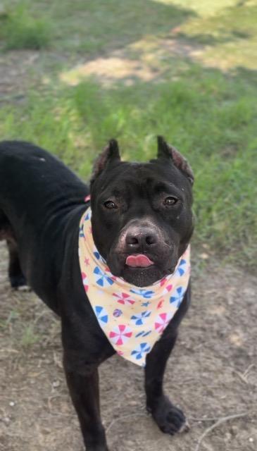 Enlarge Mollie, a Adoptable American Staffordshire Terrier in New Braunfels, TX image 4/6