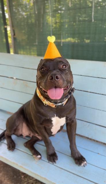 Enlarge Mollie, a Adoptable American Staffordshire Terrier in New Braunfels, TX image 5/6