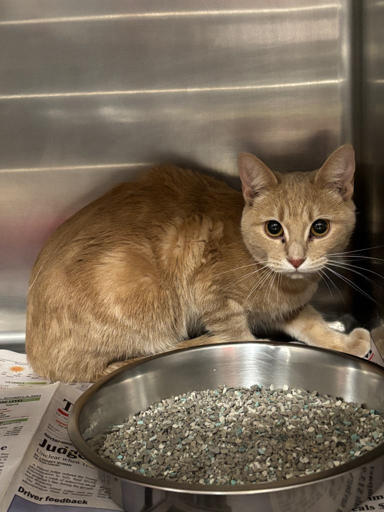 Enlarge Sleepy, a Adoptable mixed breed in Belton, TX image 1/1