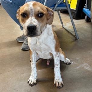 Enlarge Jim Beam, a Adoptable mixed breed in Denison, TX image 1/4