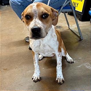 Enlarge Jim Beam, a Adoptable mixed breed in Denison, TX image 2/4