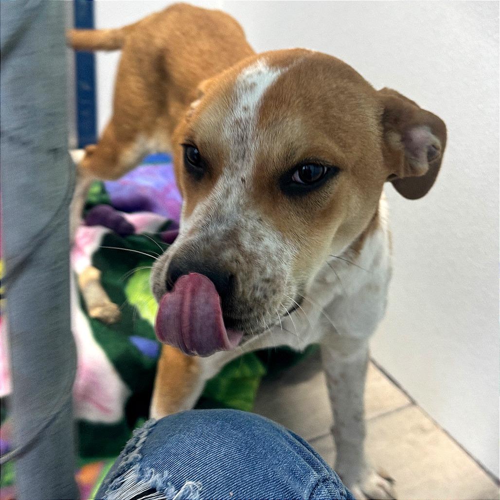 Enlarge Jim Beam, a Adoptable mixed breed in Denison, TX image 3/4