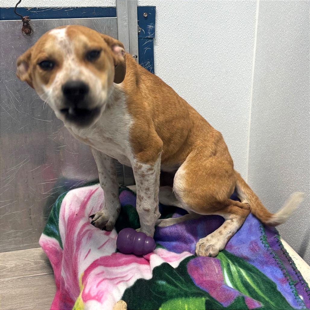 Enlarge Jim Beam, a Adoptable mixed breed in Denison, TX image 4/4