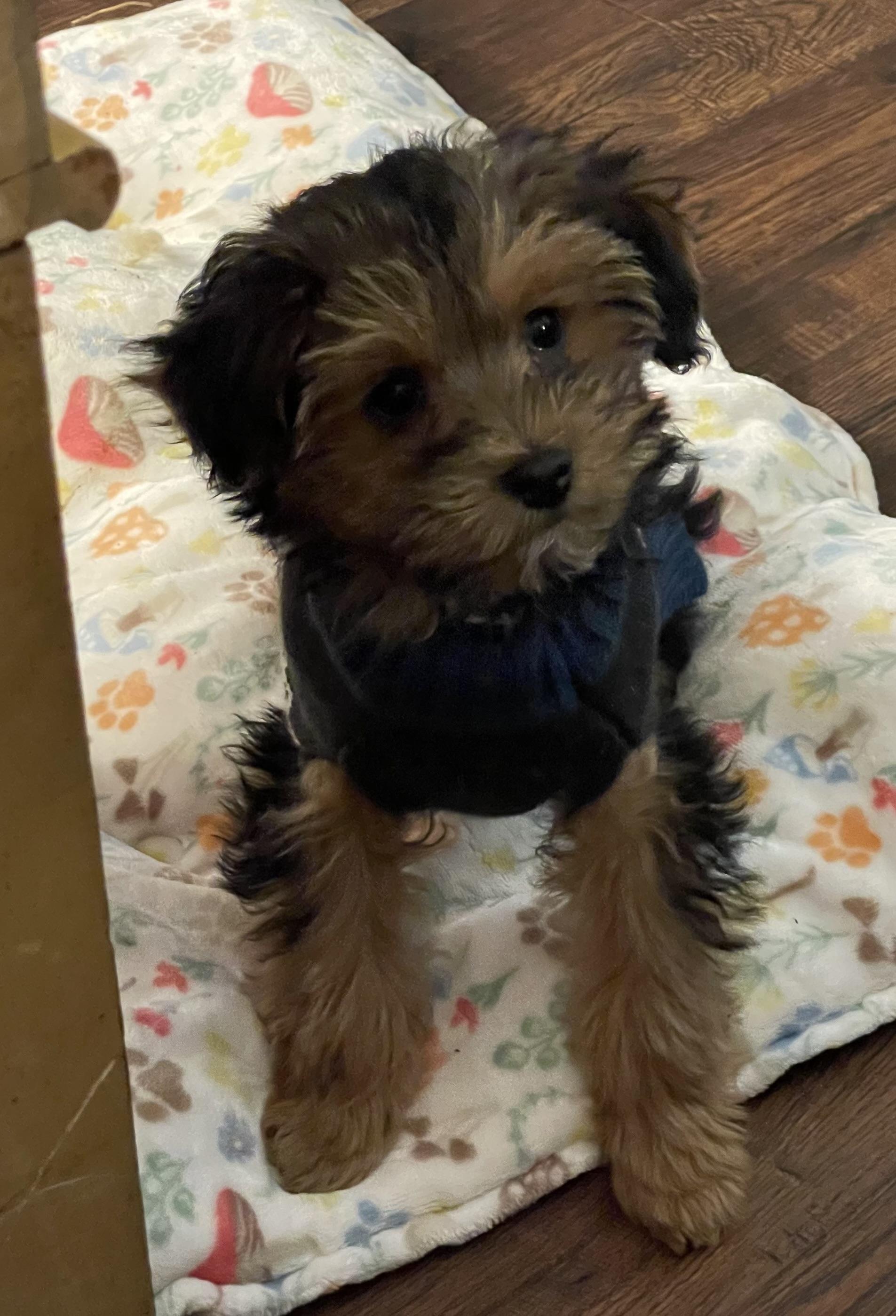 Enlarge Snickers, an adopted mixed breed in Overland Park, KS image 3/3