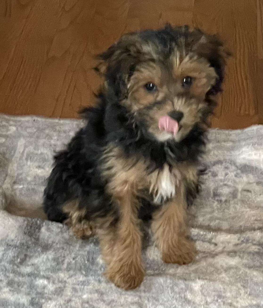 Enlarge Snickers, an adopted mixed breed in Overland Park, KS image 2/3