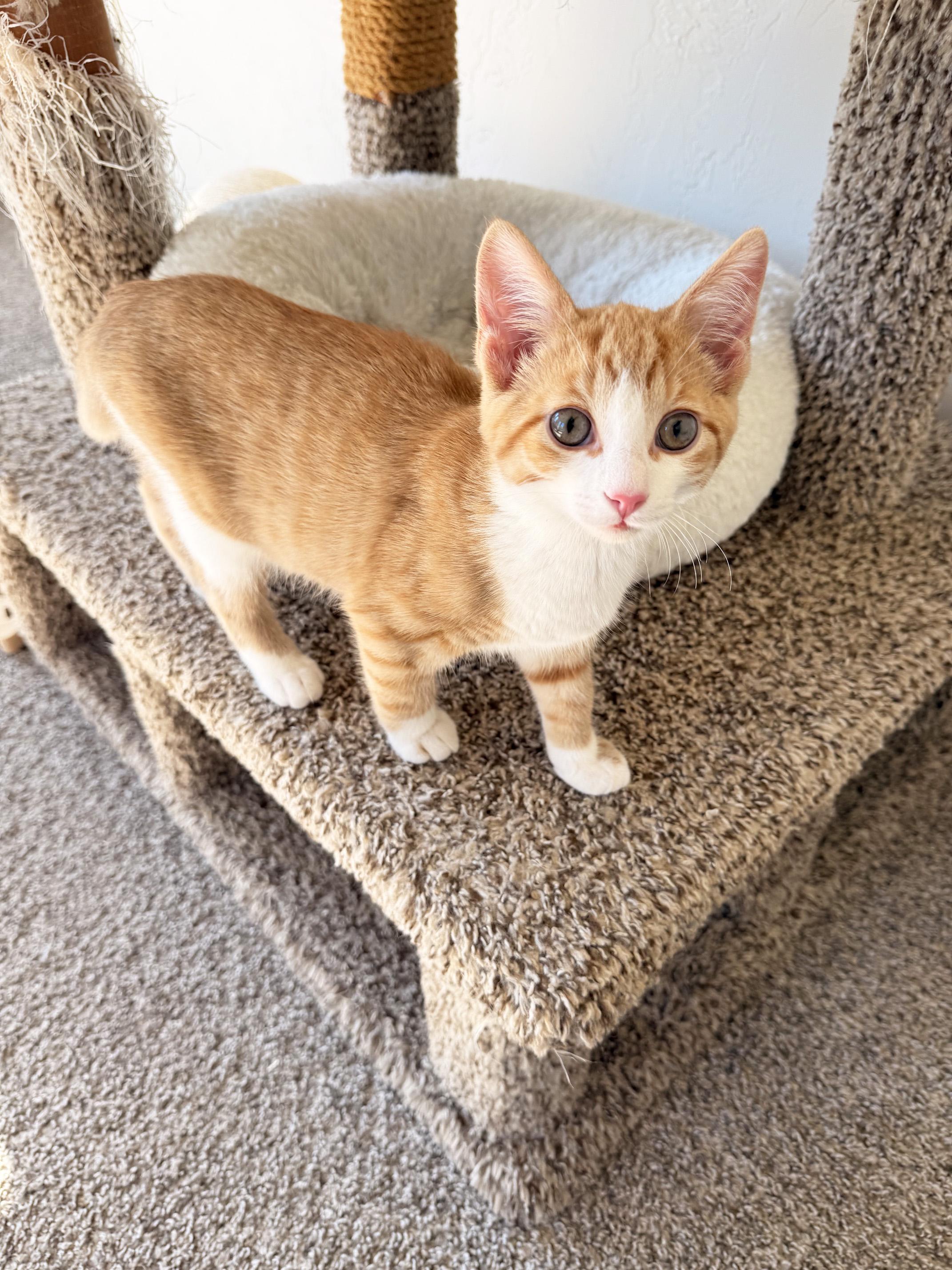 Enlarge Lloyd - super loving adorable little baby boy, a Adoptable Domestic Short Hair in Neenah, WI image 2/6