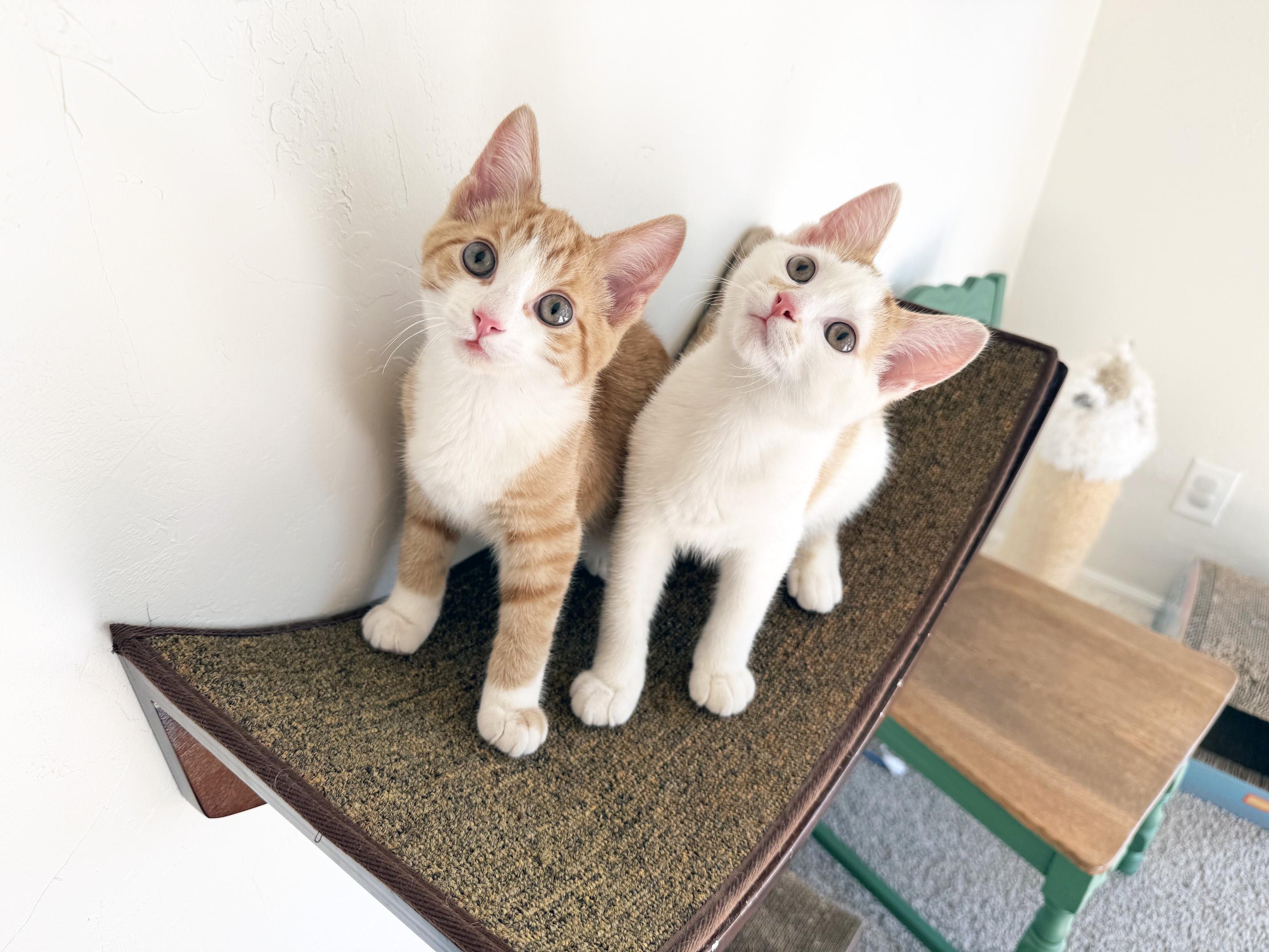 Enlarge Lloyd - super loving adorable little baby boy, a Adoptable Domestic Short Hair in Neenah, WI image 5/6