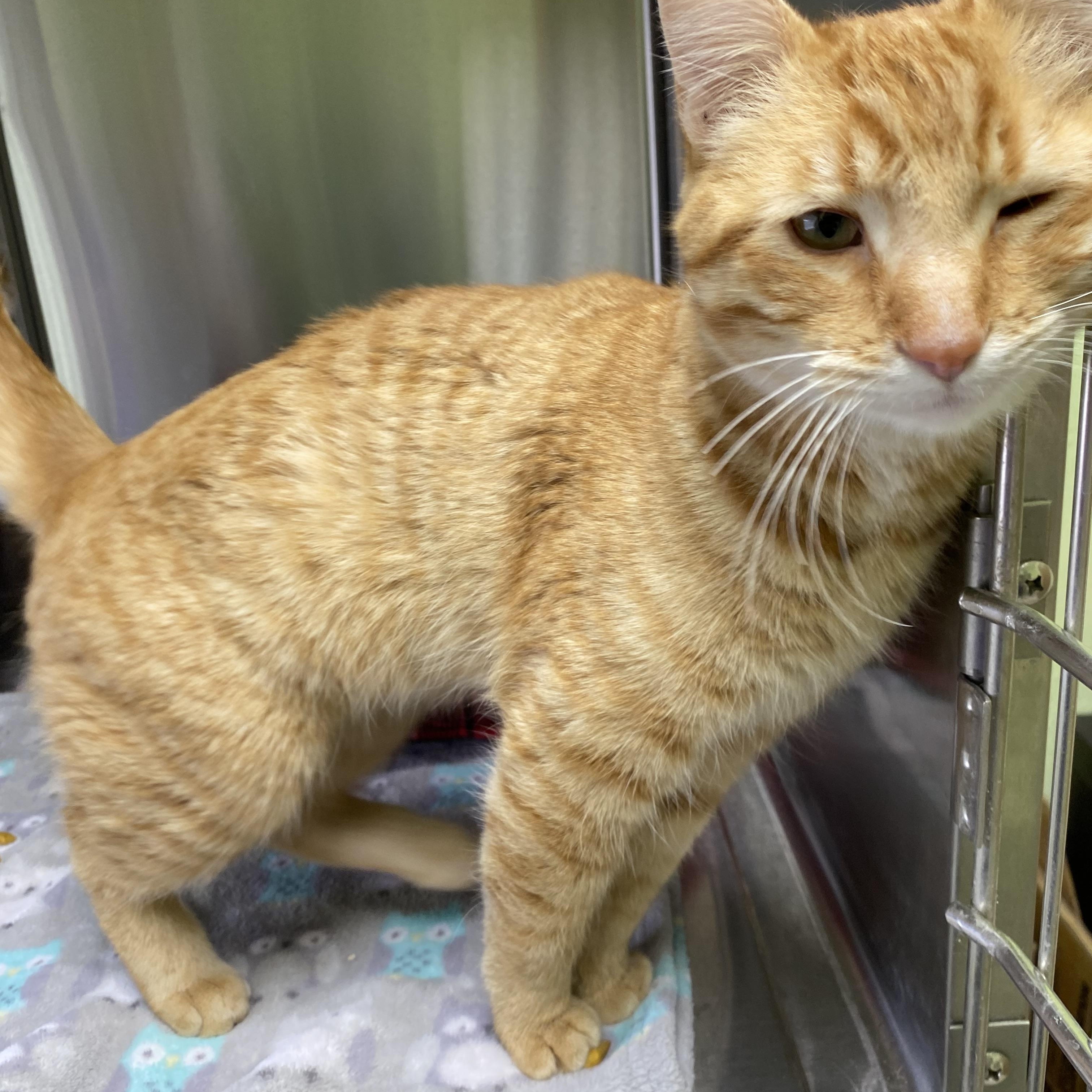 George, an adopted Domestic Short Hair in Choteau, MT image 3/3