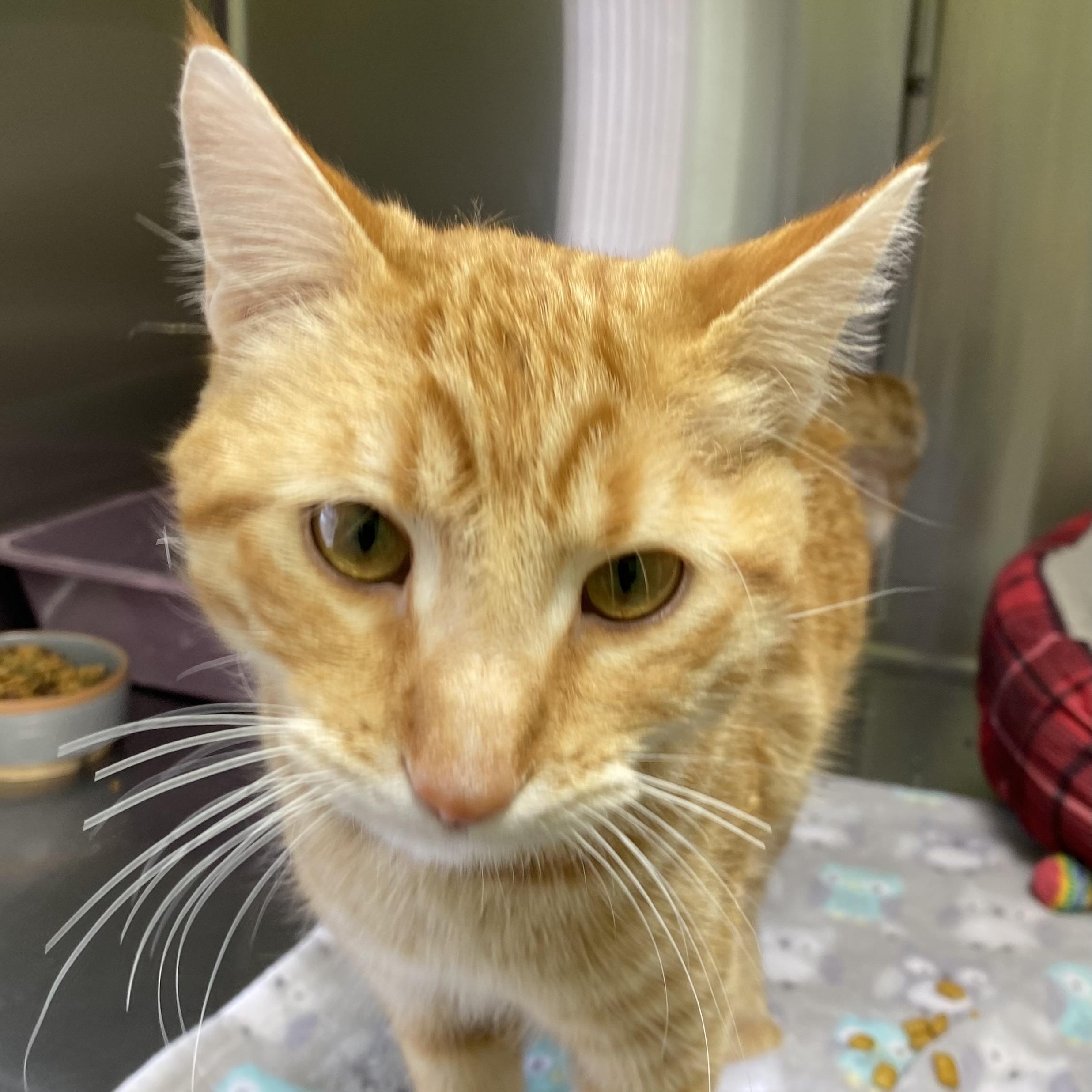 George, adopted, Young Male Domestic Short Hair.