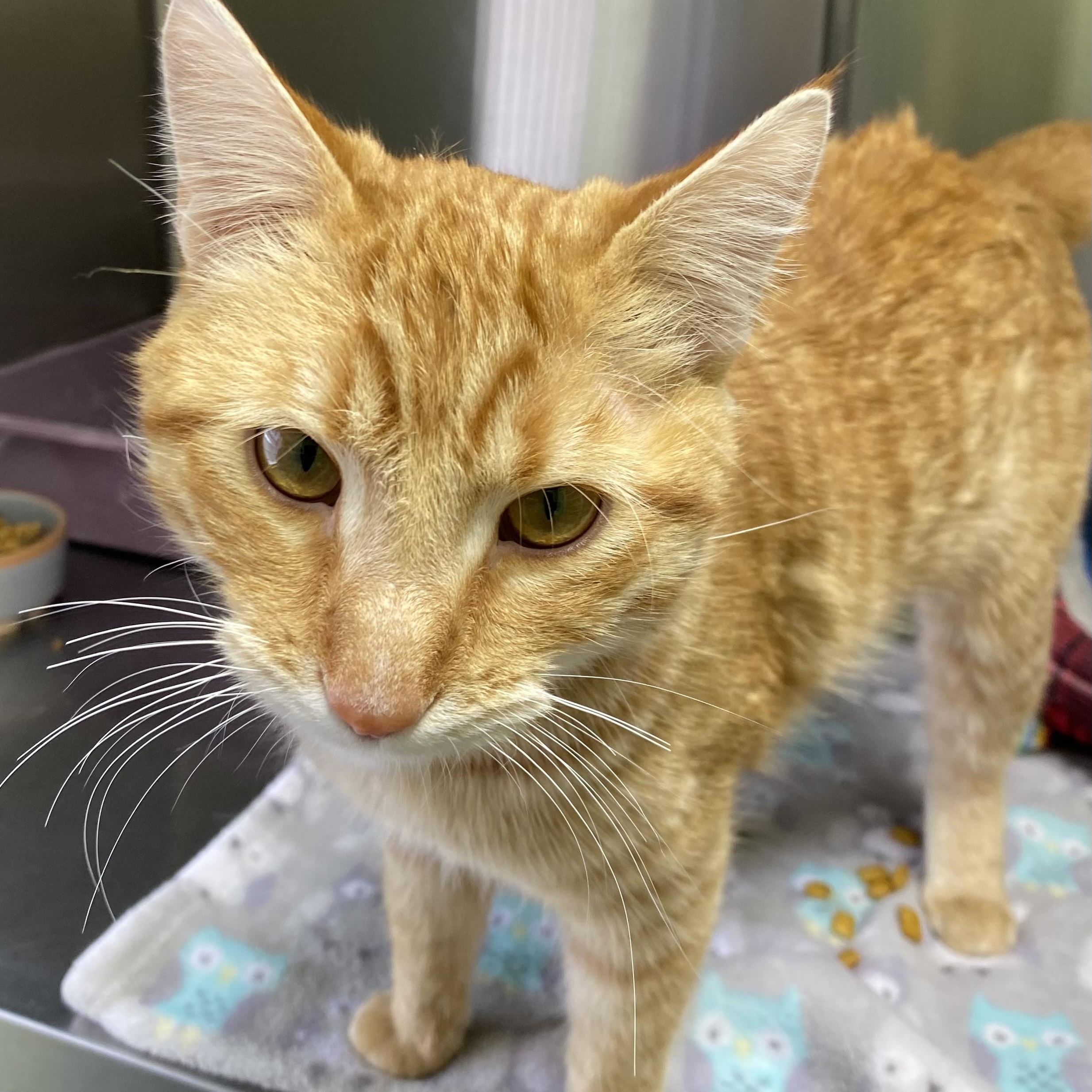 George, an adopted Domestic Short Hair in Choteau, MT image 2/3