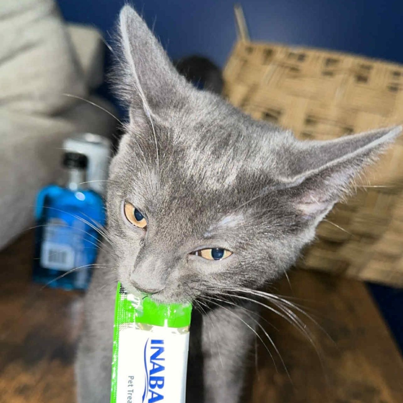 Caviar, a Adoptable mixed breed in Hughesville, MD image 3/4