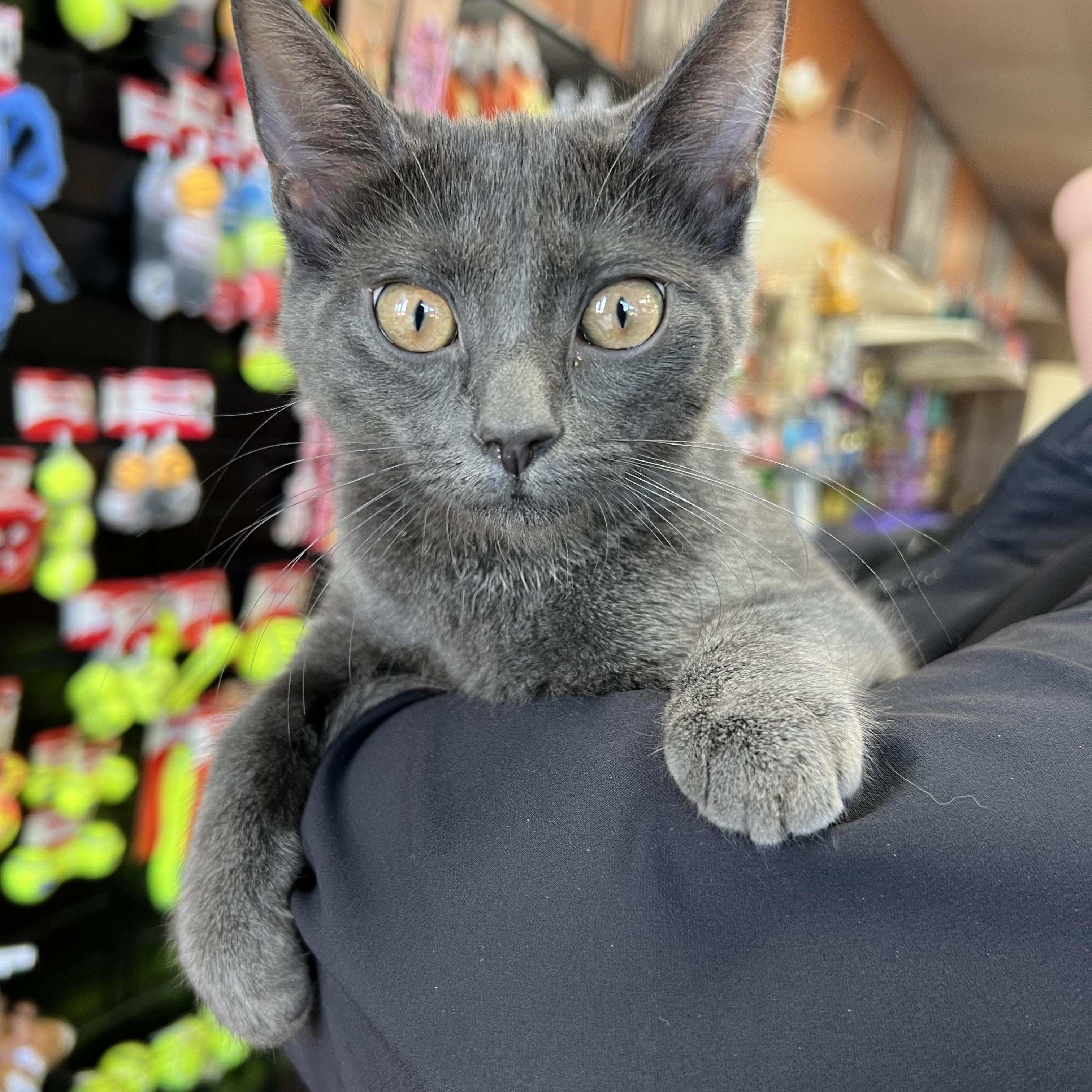 Caviar, a Adoptable mixed breed in Hughesville, MD image 1/4