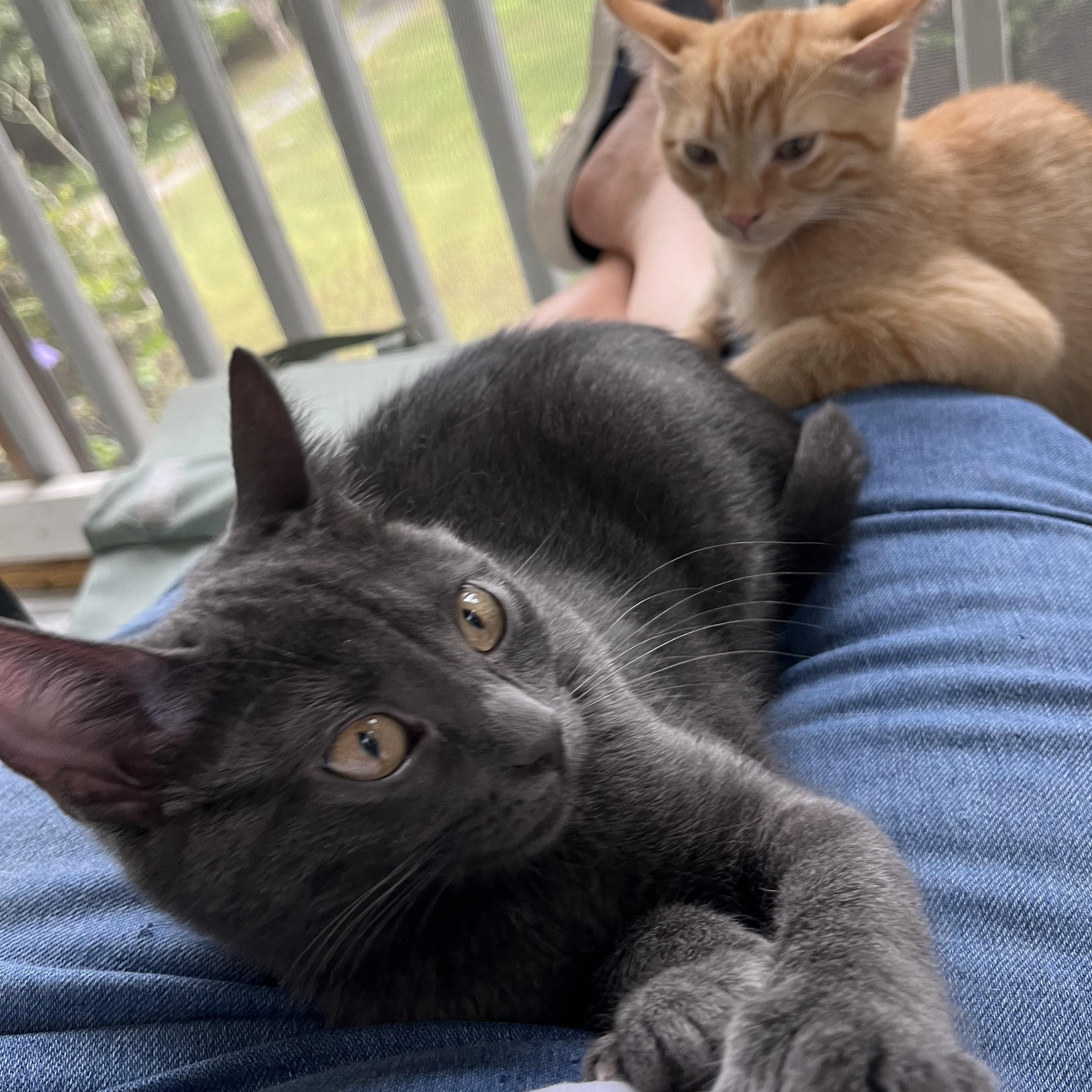 Caviar, Adoptable, Kitten Female Domestic Short Hair.