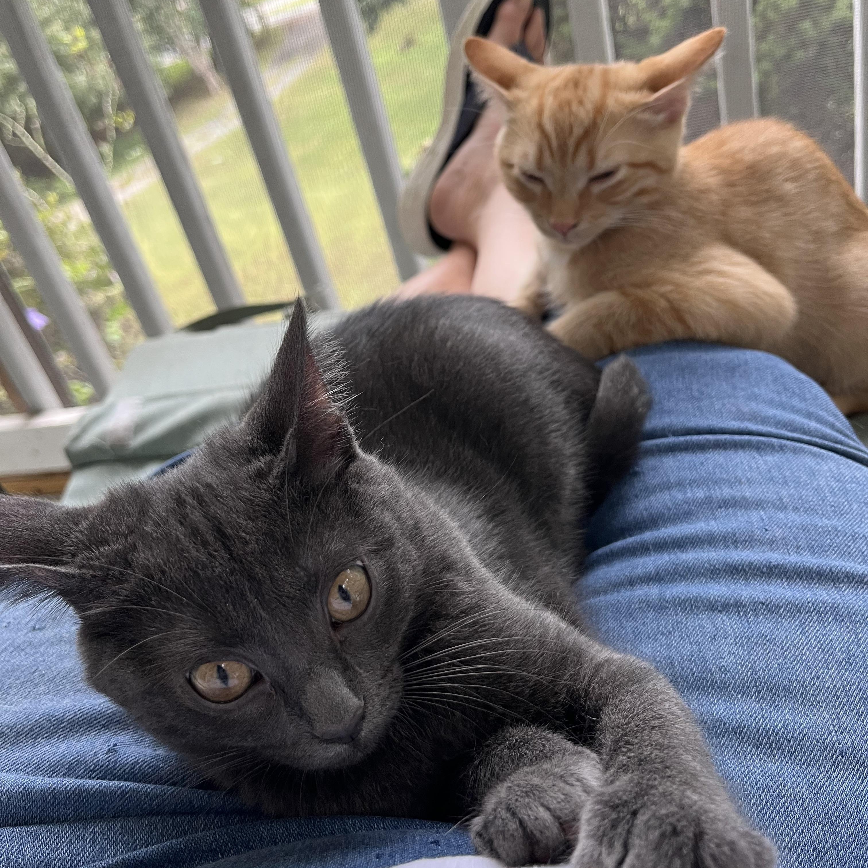 Caviar, a Adoptable mixed breed in Hughesville, MD image 4/4