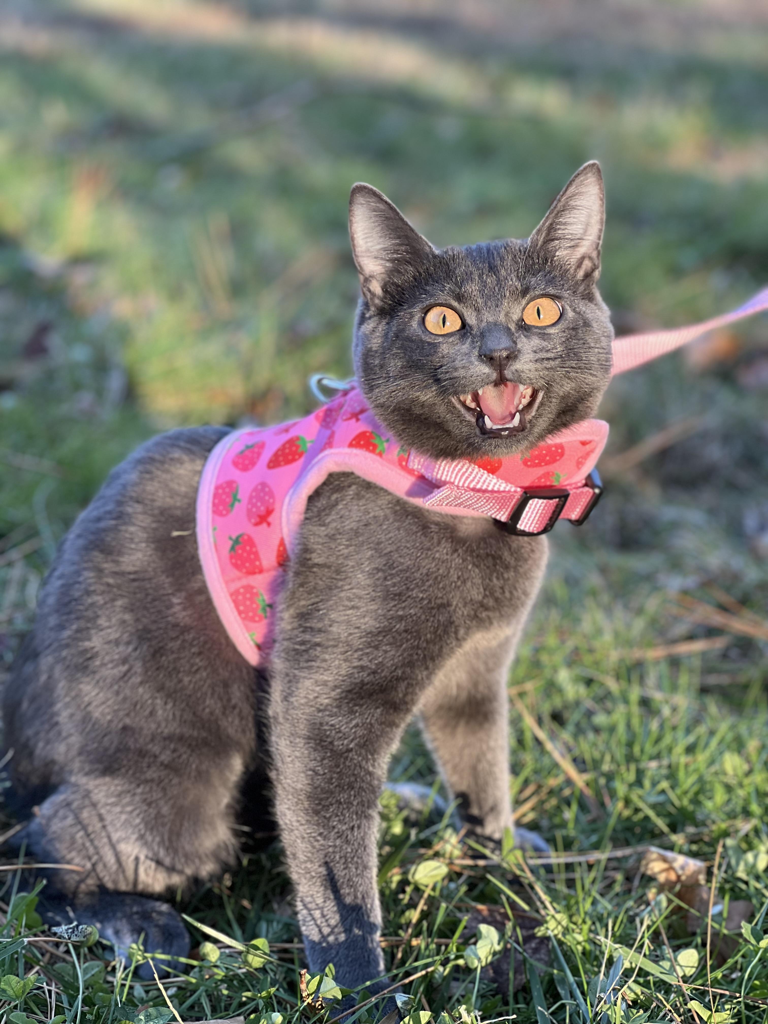 Caviar, Adoptable, Kitten Female Domestic Short Hair & Russian Blue.