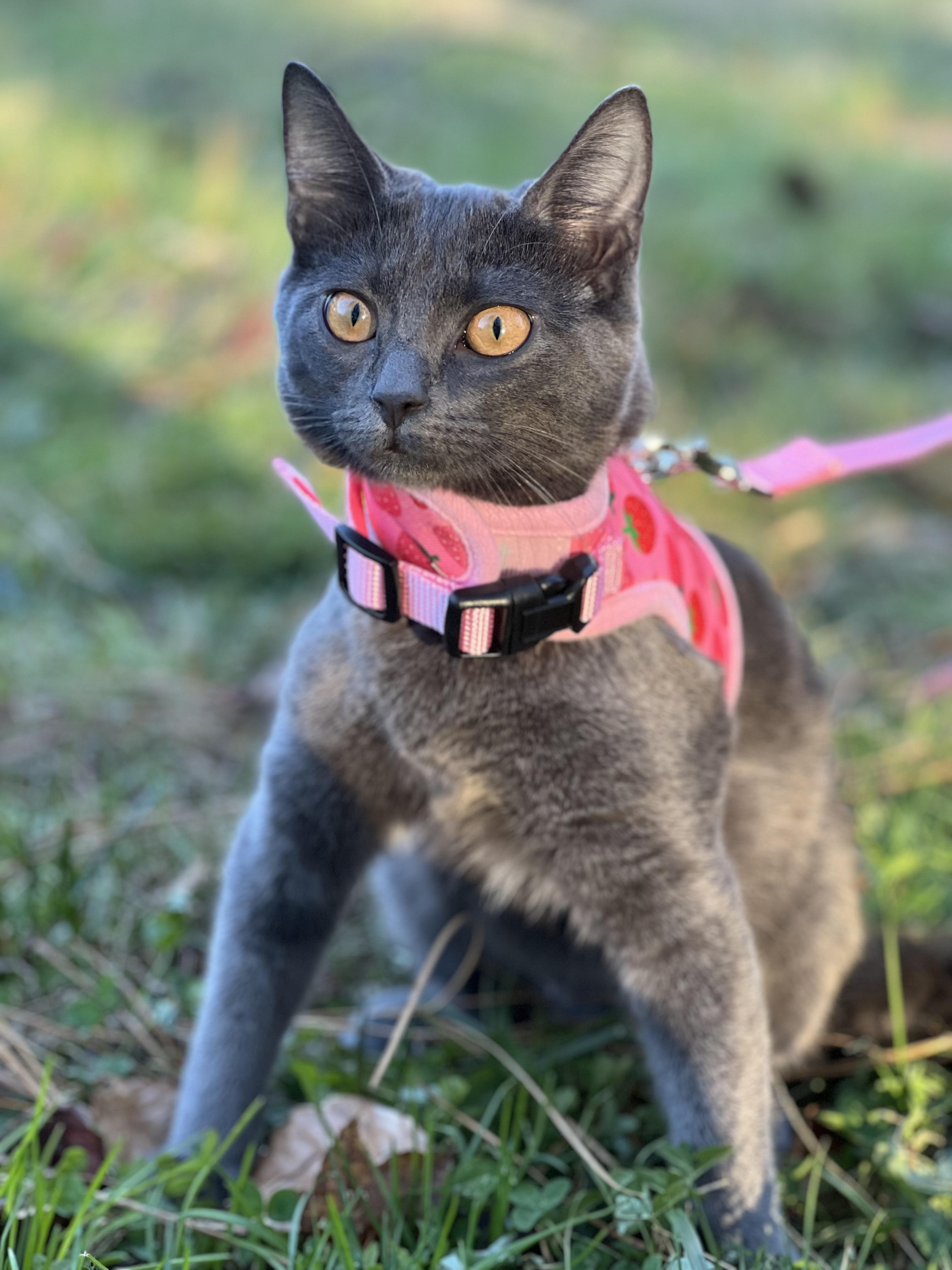 Enlarge Caviar, a Adoptable mixed breed in Hughesville, MD image 2/2